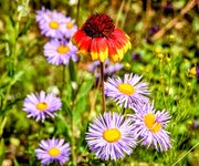 DSC_0036-EDIT-EDIT (1).jpg