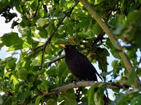 DSC_0065.JPG