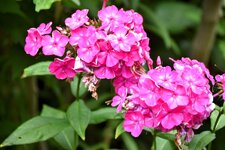 DSC_0137-EDIT.jpg