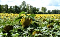 DSC_0118-EDIT.jpg