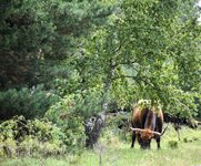 DSC_0155-EDIT.jpg