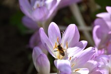 DSC_0043.JPG