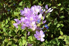 DSC_0066.JPG