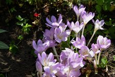 DSC_0045.JPG