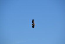 DSC_0171.JPG DSC_0171.JPG