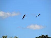 DSC_0234.JPG DSC_0234.JPG