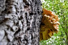 DSC_0068-EDIT.jpg