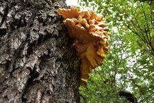 DSC_0072.JPG