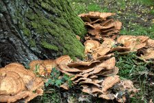 DSC_0129.JPG