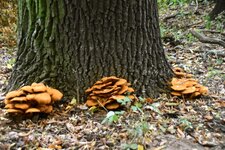 DSC_0200.JPG