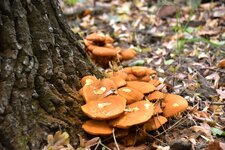 DSC_0186.JPG