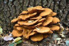 DSC_0188.JPG