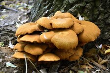 DSC_0189.JPG