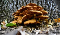 DSC_0193.JPG