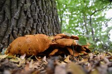 DSC_0198.JPG