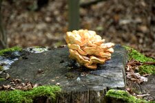 DSC_0054.JPG