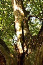 DSC_0266.JPG