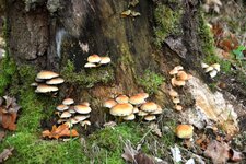 DSC_0036.JPG