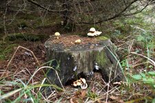 DSC_0022.JPG