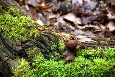 DSC_0053.JPG