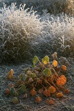 IMG_1874.jpeg
