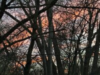 IMG_8100.jpg