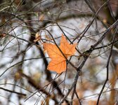 DSC_0202-EDIT.jpg