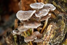 DSC_0248.JPG