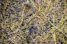 DSC_0238-EDIT-EDIT.jpg