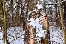 DSC_0088-EDIT.jpg