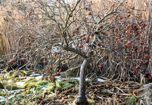 DSC_0077-EDIT.jpg