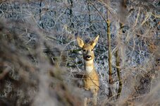 DSC_0289.JPG