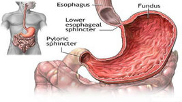 lower-esophageal-sphincter.jpg
