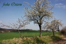 3e-frohe ostern.jpg