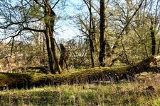 DSC_0073-EDIT.jpg