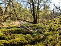 DSC_0068-EDIT.jpg
