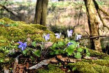 DSC_0055-EDIT.jpg