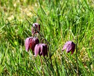 DSC_0254-EDIT.jpg