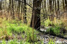 DSC_0370-EDIT.jpg