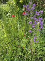 IMG_8334_kl.JPG
