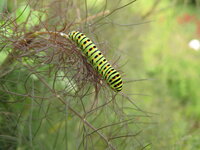 IMG_2382.JPG