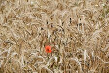 DSC_0324-EDIT.jpg