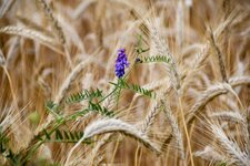 DSC_0285-EDIT.jpg