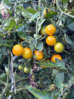 IMG_8626_kl.JPG