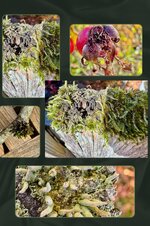 Kopie von Green Minimalist Nature Photo Collage.jpg