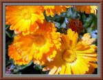 Calendula3a.jpg