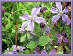 Clematis2a.jpg