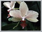 Cattleya50.JPG