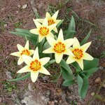 Tulpen-29-03-2010.JPG