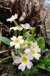 Ausgebleichte-Primeln-Knospen-Koenigsfarn-29-03-2010.JPG